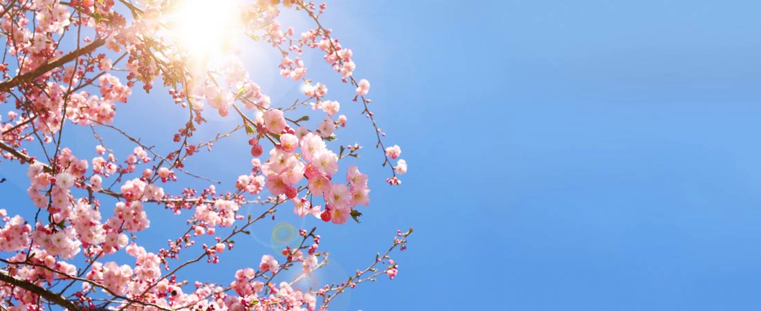 Hanami - cerisiers en fleurs au Japon  Fleur de cerisier, Fleur de cerisier  japonais, Fleurs